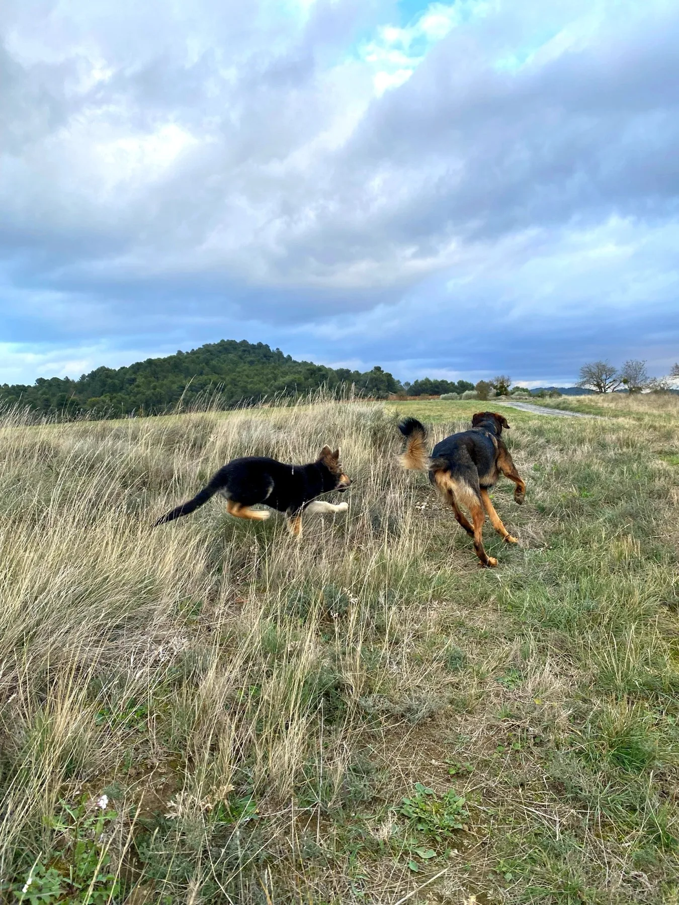 Deux chiens qui courent dans la garrigue