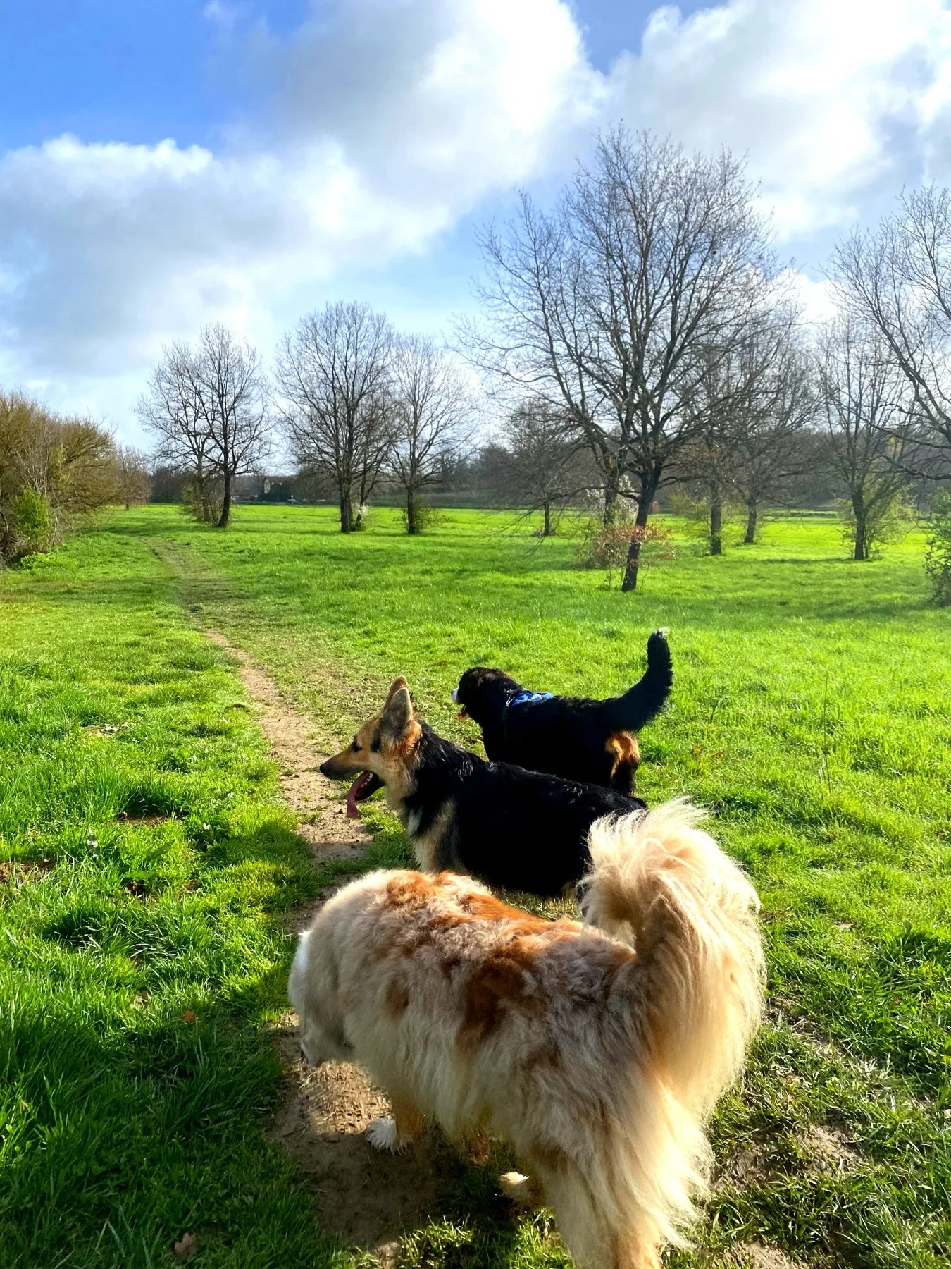 Groupe de chiens en balade collective dans un pré