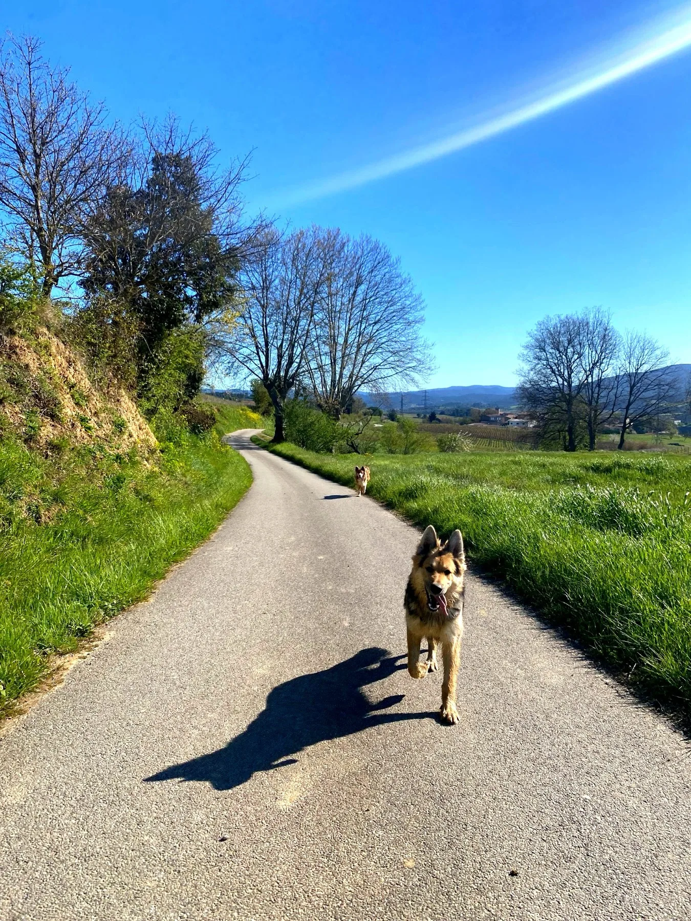 Chien en balade sur une petite route de campagne
