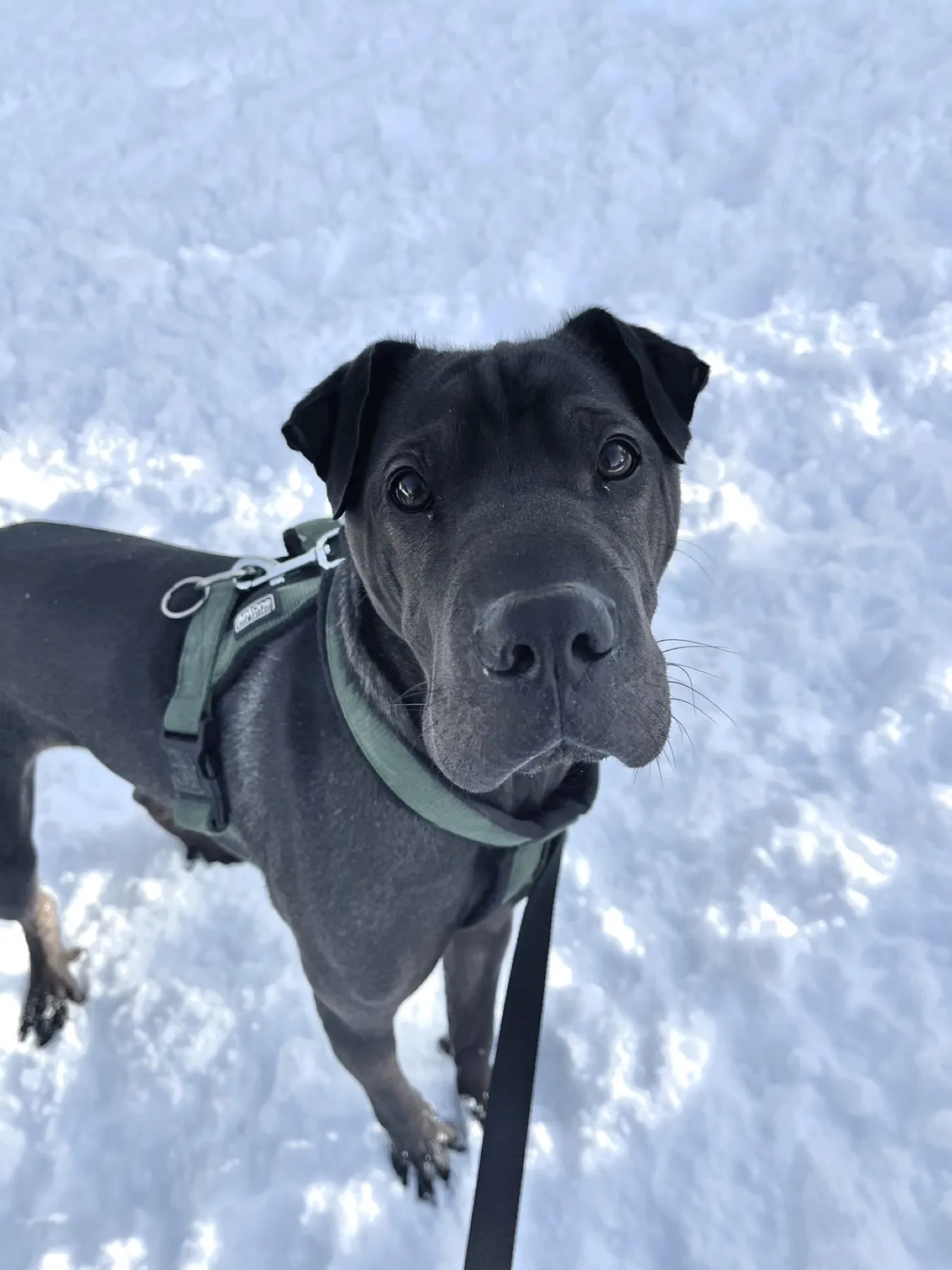 Chien curieux, collier vert, dans la neige