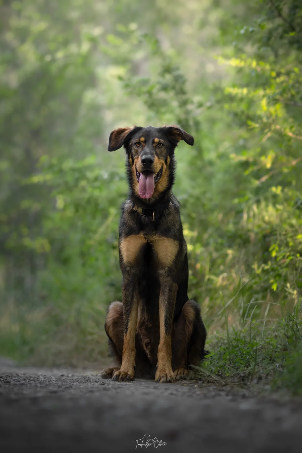 Portrait d’un des chiens de Manon, assis en forêt