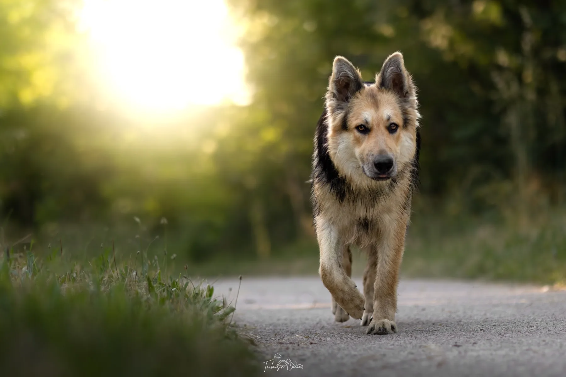 Chien qui trotte joyeusement au soleil couchant